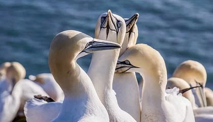 世界杯赛事直播入口-【英超】被追1球后莱诺扑点 阿森纳主场3比1切尔西