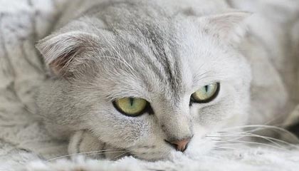 世界杯赛事直播入口-【英超】被追1球后莱诺扑点 阿森纳主场3比1切尔西