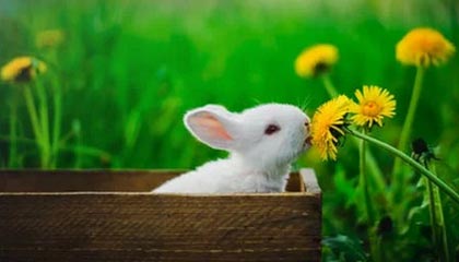 世界杯赛事直播入口-【英超】被追1球后莱诺扑点 阿森纳主场3比1切尔西